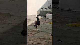 Female Peacock sound beautiful moments 😍#beautiful Shorts# enjoy