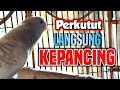 Suara panggilan perkutut silver gacor membuat perkutut lain ikut kepancing bunyi