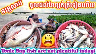 ស្ថានភាពត្រីនៅបឹងទន្លេសាបថ្ងៃនេះ 🐟😫 || Freshwater Fish Market KH [Ep.166]