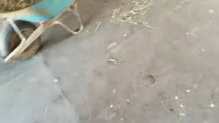 شاهد مُهر صغير / cute baby horse