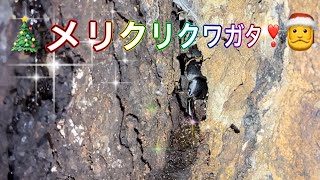 【昆虫採集】メリークワガタ！ クリスマスにまさかのクワガタを発見しました！