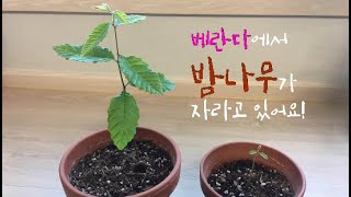 밤 심기-밤나무 키우기(growth process of chestnut)