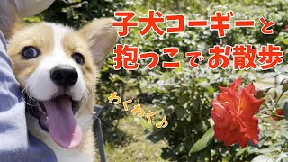 【子犬】赤ちゃんコーギーと初めての公園抱っこ散歩