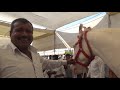 awesome white horses in sarangkheda horse fair market horse video घोड़ा horse video घोड़ा विडियो