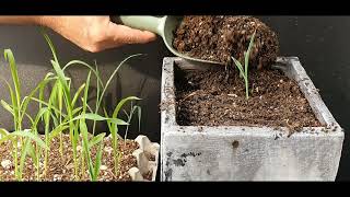 [PLANT LIFE BALA] 옥수수 키우기 계란판에서 / Growing corn in egg cartons