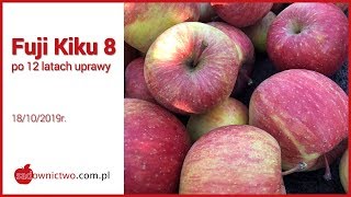 Fuji Kiku 8 po 12 latach uprawy - [odmiany jabłoni / apple variety]