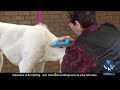 Back to Basics with a Standard Poodle in an All Trim (FREE PREVIEW)