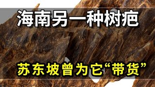 海南另一种树疤，苏东坡曾为它“带货”，有一片万钱的说法