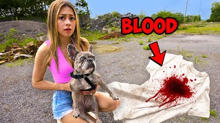 My Dog Found Blood..