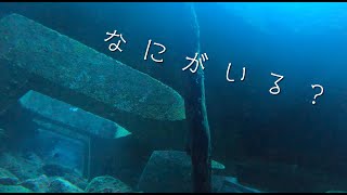 【神津島】Goproが穴に落ちた！！穴の中はいったい…？【水中映像で学ぶ釣り】