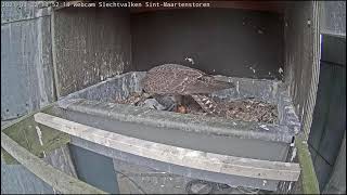 Kortrijk Peregrine falcon - Intruder brings a big meal to the nest 20210322