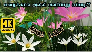 மாடித்தோட்டத்தில் மழைக்கால  அல்லி வளர்ப்பது எப்படி l How to grow rain lily plant in terrace garden