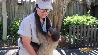 Keeper Talk: Oscar the Sloth | Wild Adventures Theme Park