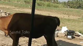 இளம் காளை கன்றுக்குட்டி குதூகல விளையாட்டு | baby calf enjoying playing | very intresting, rare video