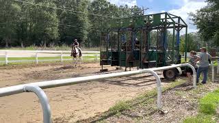 Gate training a young race horse.