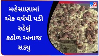 મહેસાણામાં એક વર્ષથી પડી રહેલું કઠોળ અનાજ સડ્યુ  | Tv9GujaratiNews