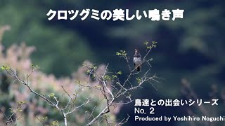 夏鳥として日本にやってくるクロツグミは、とても人気のある鳥、その美しい鳴き声を紹介します