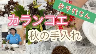 お千代さん、カランコエ、秋の手入れ！