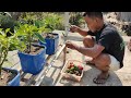 ide kreatif menanam paprika dipot dan cara penanggulangan hama nya how to plant peppers in pots