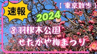 【羽根木公園せたがや梅まつり】2024年は2/10〜3/3が梅まつりです。初日に行って来ました。梅も満開だしお店も出ていて賑やかでした。