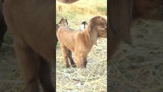 cute goat sound | cute goat baby | goat sound | goat video | cute goat funny video | #shorts