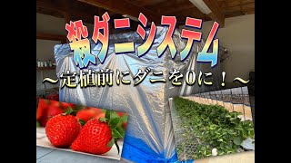 ダニを駆除するならこれが一番⁉しかも、卵にまで効果あり⁉　定植前にハダニを0に！