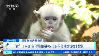 [第一时间]国际生物多样性日 “猴”丁兴旺 白马雪山保护区滇金丝猴种群数稳步增长| CCTV财经