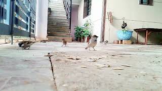 Which food sparrow likes to eat