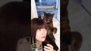 القط الوسخ ##akshara #funny #trending #shorts #cat #tiktok #water #dog