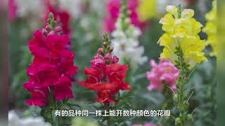 被称作“变脸花”的花你知道吗？