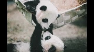 【シャンシャン可愛い動画まとめ】💕ママ〜、私と遊ぼうよ〜💕 Baby panda wanna play with mummy 【パンダ赤ちゃんチャンネル】