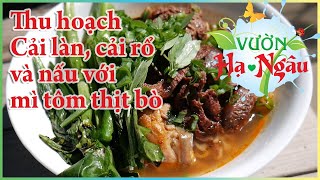 4 Thu hoạch cải làn (cải rổ) và nấu với mì tôm thịt bò