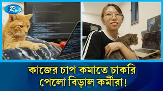 অফিসের কর্মীদের কাজের চাপ কমাতে বিড়াল নিয়োগ | Cat at Workplace | Rtv News