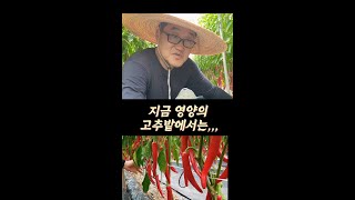 8월에 영양 고추 밭. 고추마이스터의 농장 둘러보기!