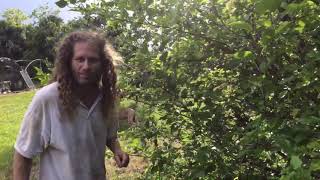 HOW TO PRUNE: Mulberry Trees (Thai Dwarf variety in particular)  INCREASE CROP YIELDS!