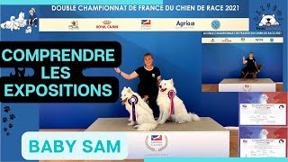 COMPRENDRE les EXPOSITIONS CANINES - Exposition de beauté pour chiens - Les infos clés - Baby Sam !