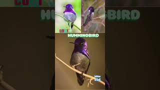 8 นกฮัมมิ่งเบิร์ดสวยงามhummingbirdนกแห่ง อเมริกา #nature #relaxing #สาระ #นกสวยงาม #นกขนาดเล็ก