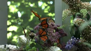 Habitat Tip: The Miracle of Migration