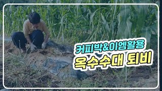 수확 후 옥수수대 정리●옥수수대 퇴비#유채파종●옥수수텃밭_ep3