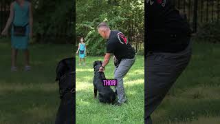 How to Train Your Dog to Come on Command with a Simple Recall Trick!