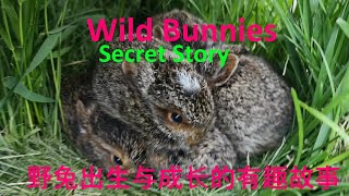 野兔在我家后院出生与成长的神秘而有趣故事. Wild bunnies in my backyard (secret birth \u0026 growing story and mother hare)