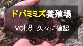 ＃8 ドバミミズ養殖場計画。冬を越えてミミズは増えてる？数ヶ月振りの確認！