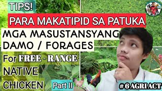 Forages || Organic Feeds For Free Range Chicken || Mga Paraan Para Mabawasan Ang Gastos Sa Patuka