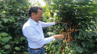 NEW VARIETY HIGH YIELD ARABICA PLANT F1 COFFEE DHARMA RAJ GEETHA ESTATE