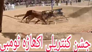 جشن کنتریلی اکھاڑہ ٹومبی جہلم bull race jhelum