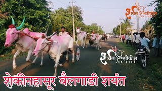 शेकीनहासूर बैलगाडी शर्यत shekinhasur bailgadi maidan #sharyat #bailgadisharyat #bandabhaukhilare