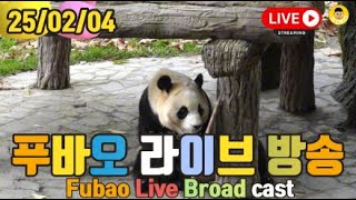 25년 02월 04일 주간 푸바오 영상 라이브 방송(25.02.04 Fubao Live Broad Cast) : 09월달 푸바오 다시보기~❤❤