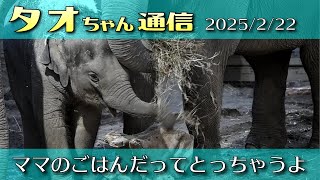 タオちゃん通信 2025/2/22 食欲もりもりタオ+プレイバックタオ #円山動物園 #アジアゾウ