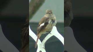 尾を振りながら見つめるジョウビタキ　Daurian Redstart♀