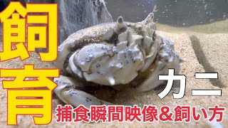 カニ飼育　飼い方教えます。捕食瞬間映像から砂潜りまで見せます。